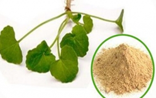 gotu kola extract