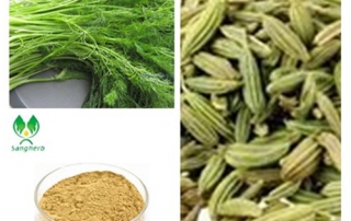 Fennel Seed Extract