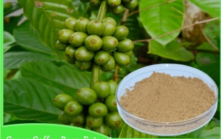 Green Coffee Bean Extract