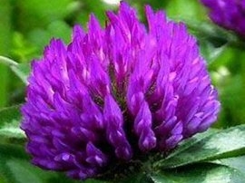 Red Clover Extract