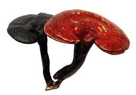 Ganoderma lucidum polysaccharides