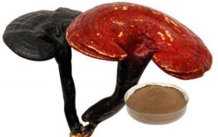 lucid ganoderma 