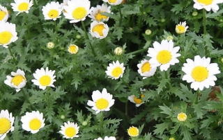 feverfew