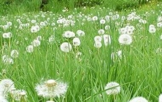 Dandelion Extract