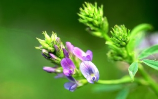 alfalfa