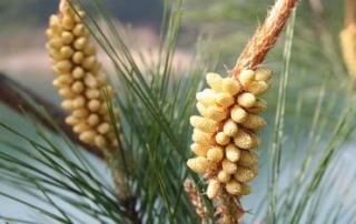 pine pollen