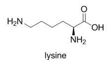 Lysine