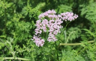 Valerian