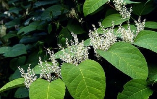 Giant Knotweed Extract