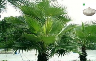 Saw Palmetto Extract