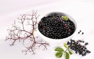 elderberry