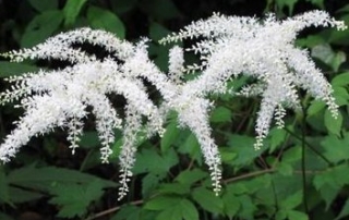 Black Cohosh Extract