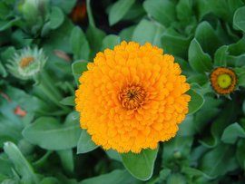 Calendula 