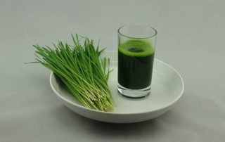 wheat grass2